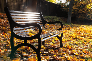 bench in autumn leaves